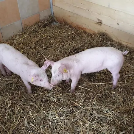 Biohof Obereibensteiner Apartment